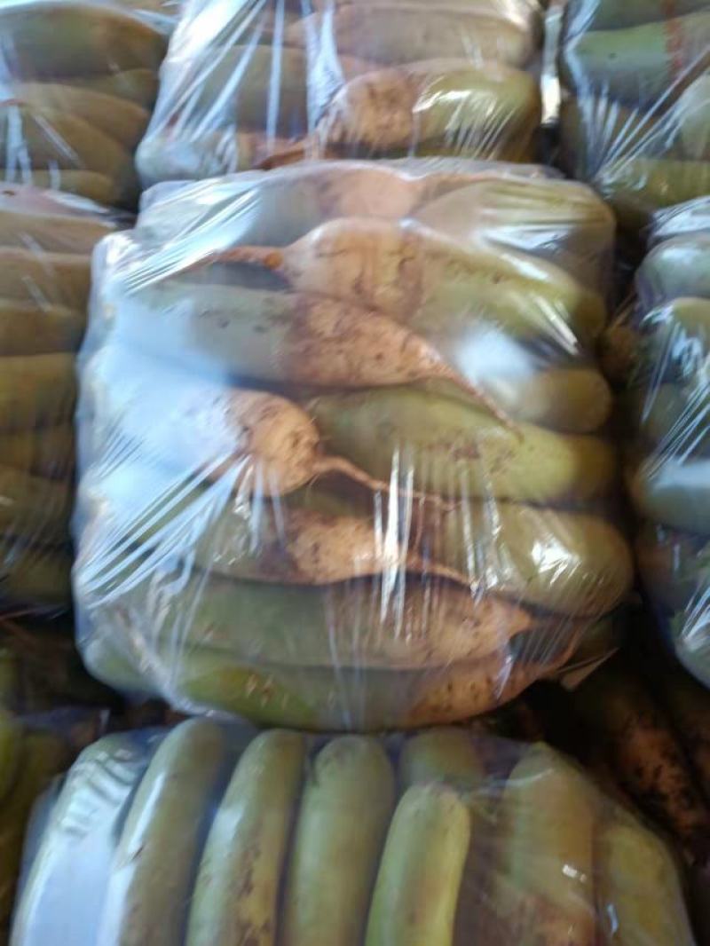 【萝卜】河南精品青萝卜大量上市商超品质供应全国