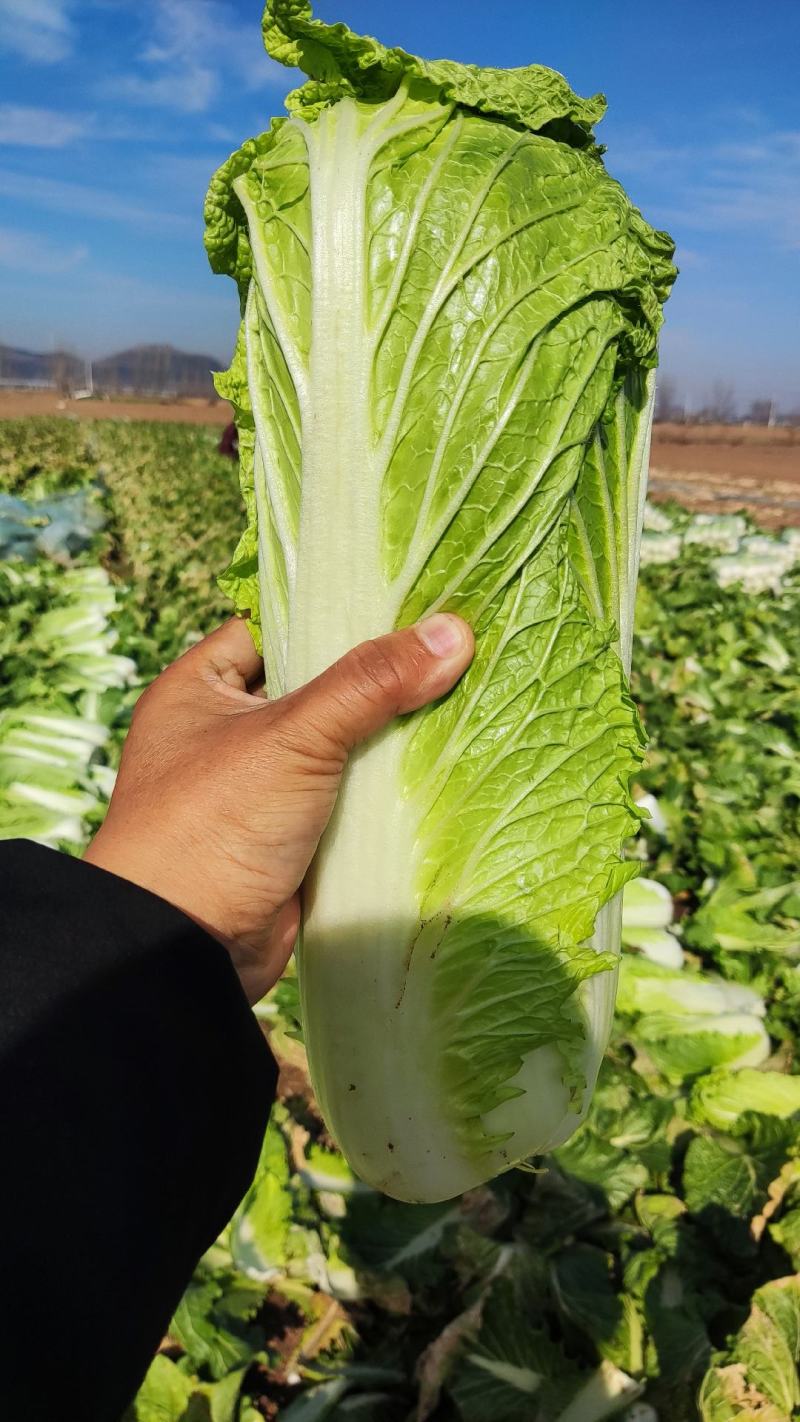 优质北京三号大白菜半毛菜大量上市