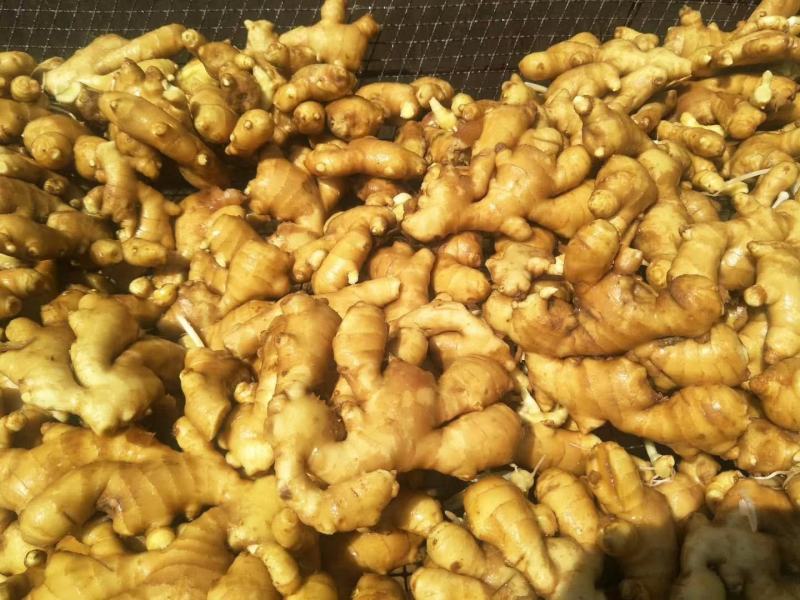 水洗大黄姜山东生姜姜厂直发规格齐全承接电商