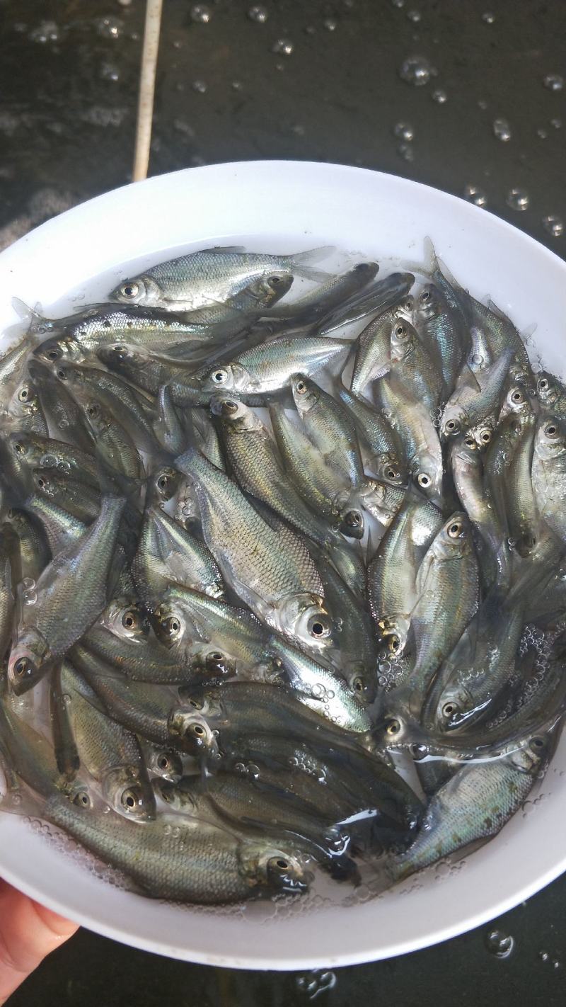 武昌鱼苗沙边鱼苗武昌鱼大量出售一手货源产地直供