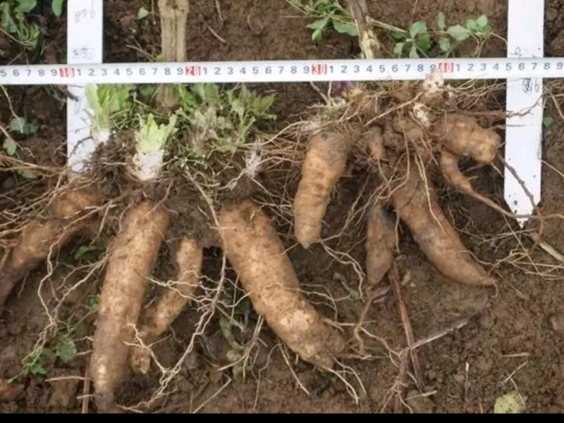 改良玄参芽香蕉型玄参提供种植技后期上门回收