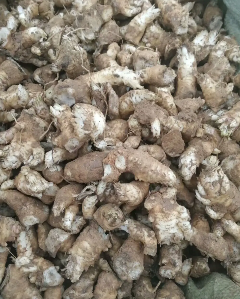 改良玄参芽香蕉型玄参提供种植技后期上门回收