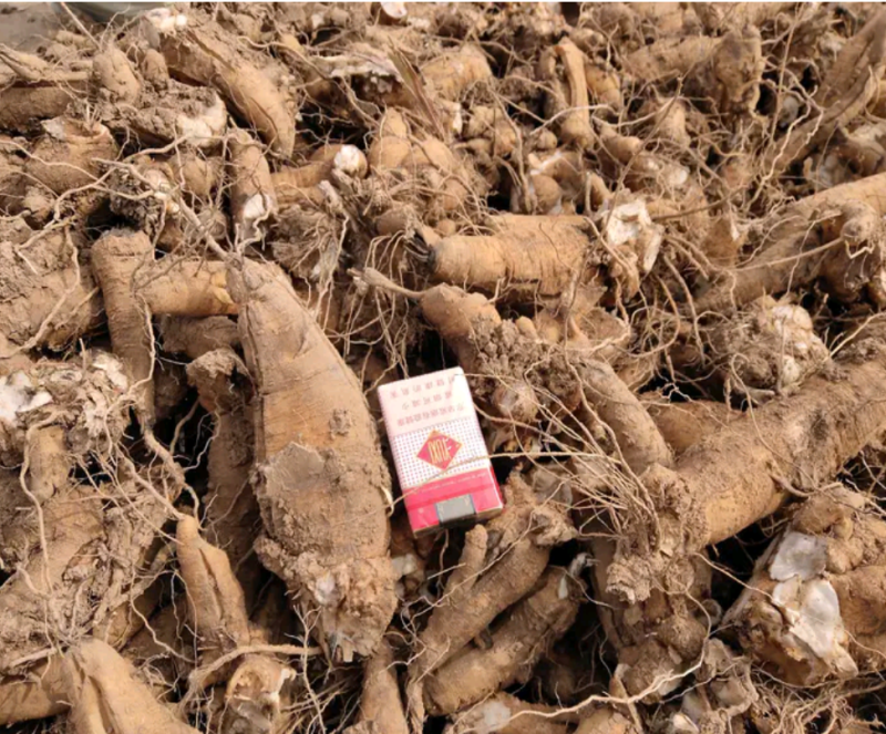 改良玄参芽香蕉型玄参提供种植技后期上门回收