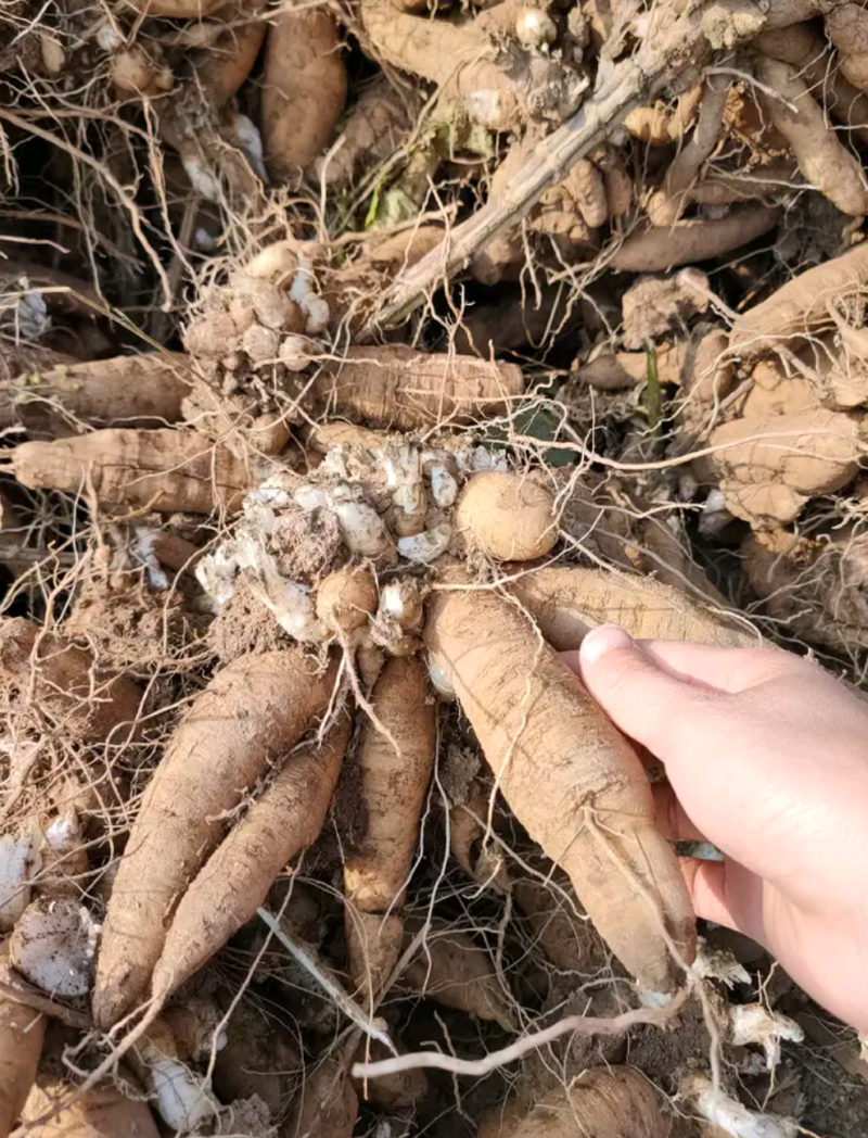 改良玄参芽香蕉型玄参提供种植技后期上门回收