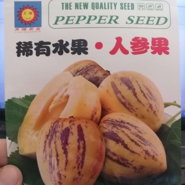 人参果种子
