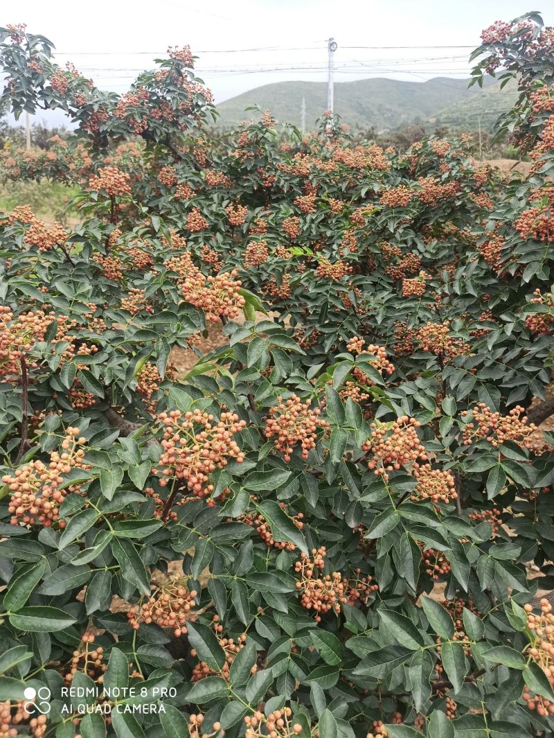 陕西省富平县大红袍花椒，农户产地花椒。