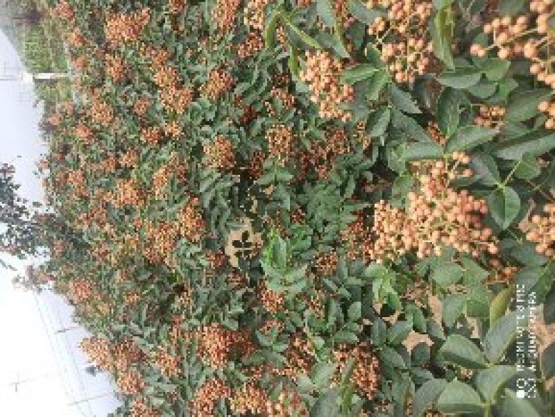 陕西省富平县大红袍花椒，农户产地花椒。