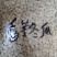 台湾香芋冬瓜种子圆宝小冬瓜种子抗病味香独特新芋香冬瓜种子