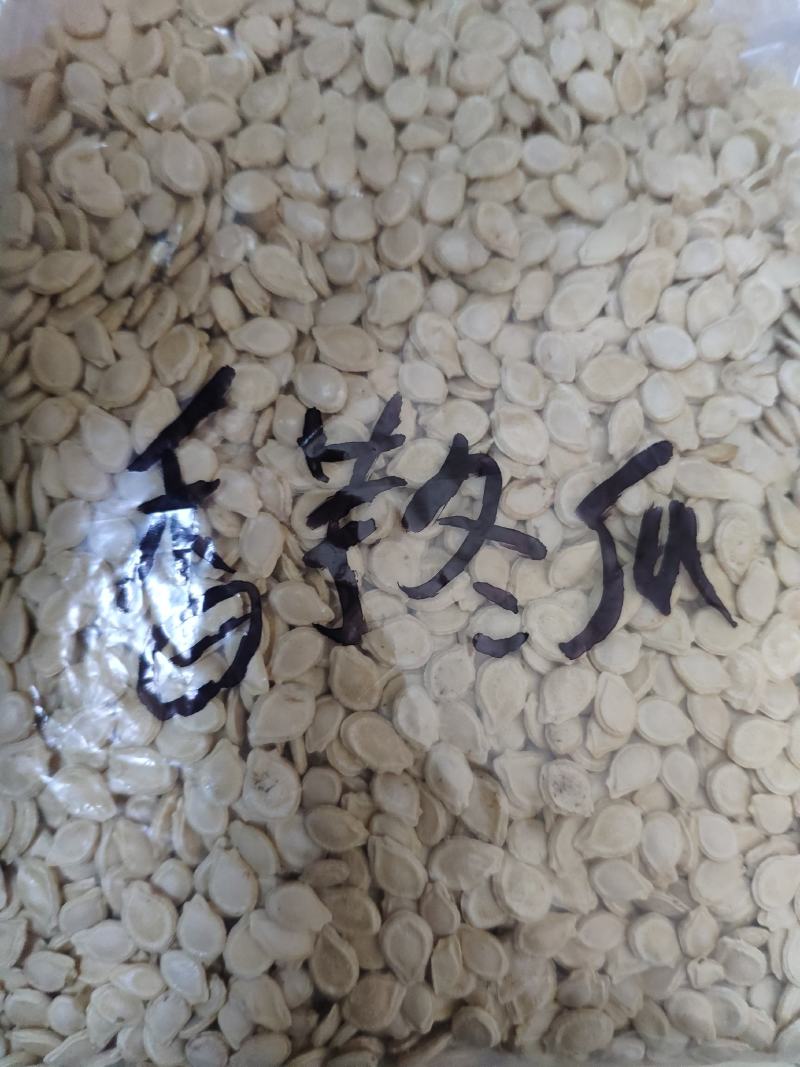 台湾香芋冬瓜种子圆宝小冬瓜种子抗病味香独特新芋香冬瓜种子