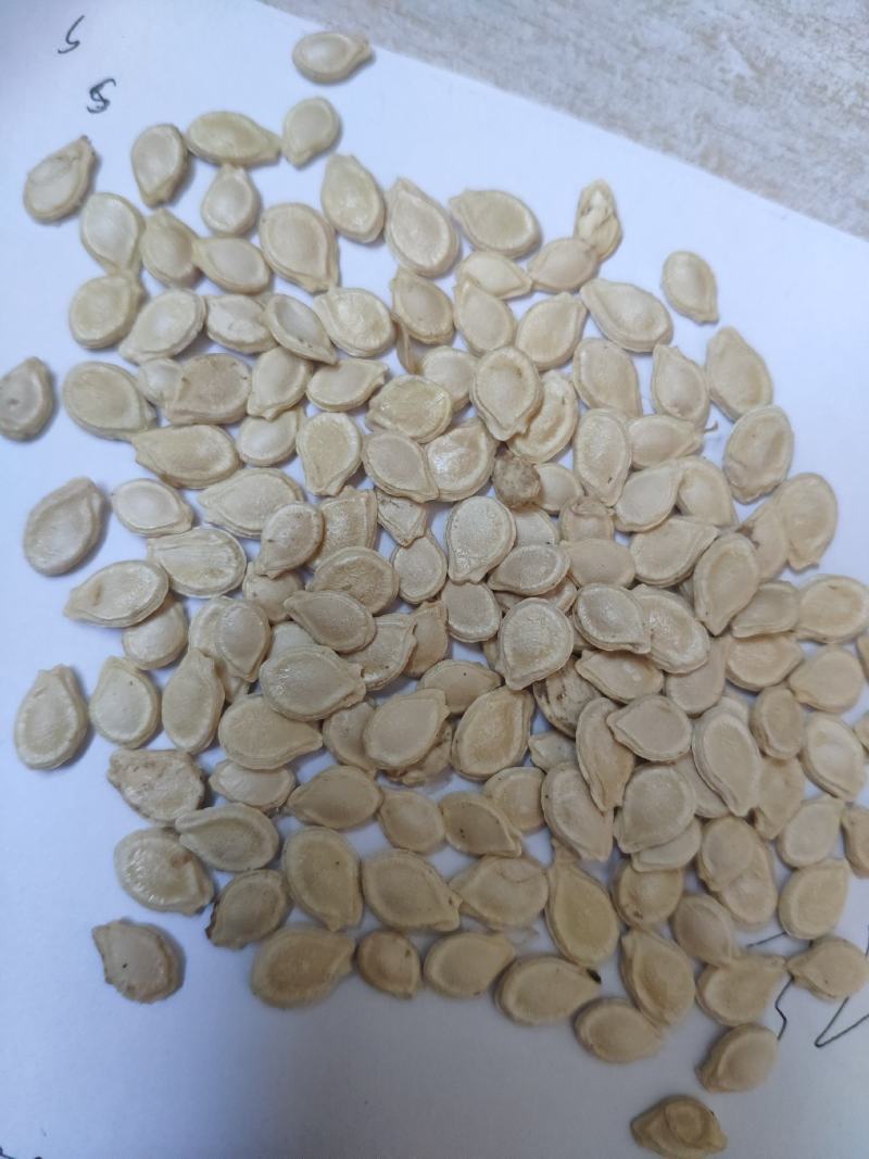 台湾香芋冬瓜种子圆宝小冬瓜种子抗病味香独特新芋香冬瓜种子