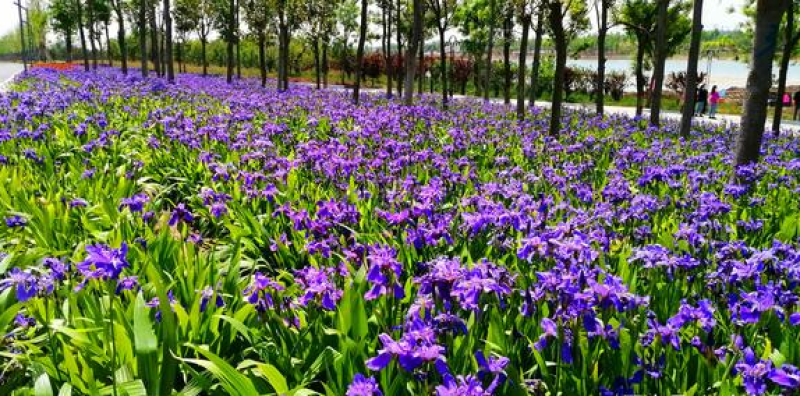 蓝花鸢尾种子蝴蝶兰种子多年生宿根耐湿耐阴湿地绿化公园庭院