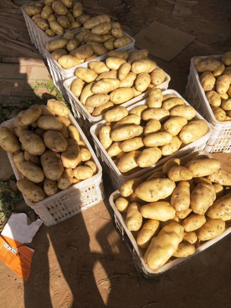 荷兰十五土豆日照土豆基地品质好货源足代收代发全国