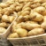 荷兰十五土豆日照土豆基地品质好货源足代收代发全国