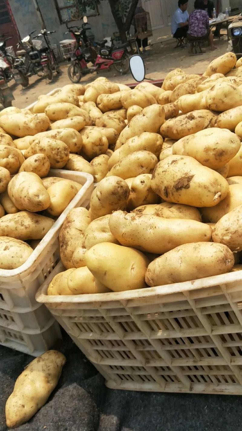 荷兰十五土豆日照土豆基地品质好货源足代收代发全国