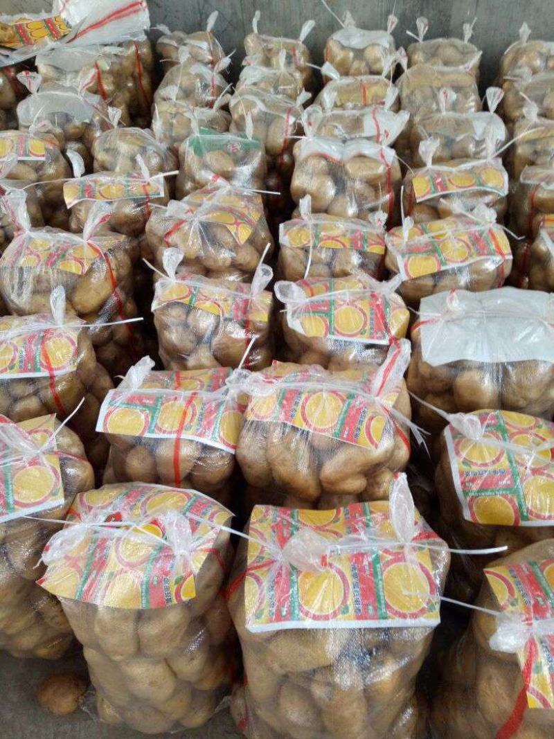 荷兰十五土豆日照土豆基地品质好货源足代收代发全国