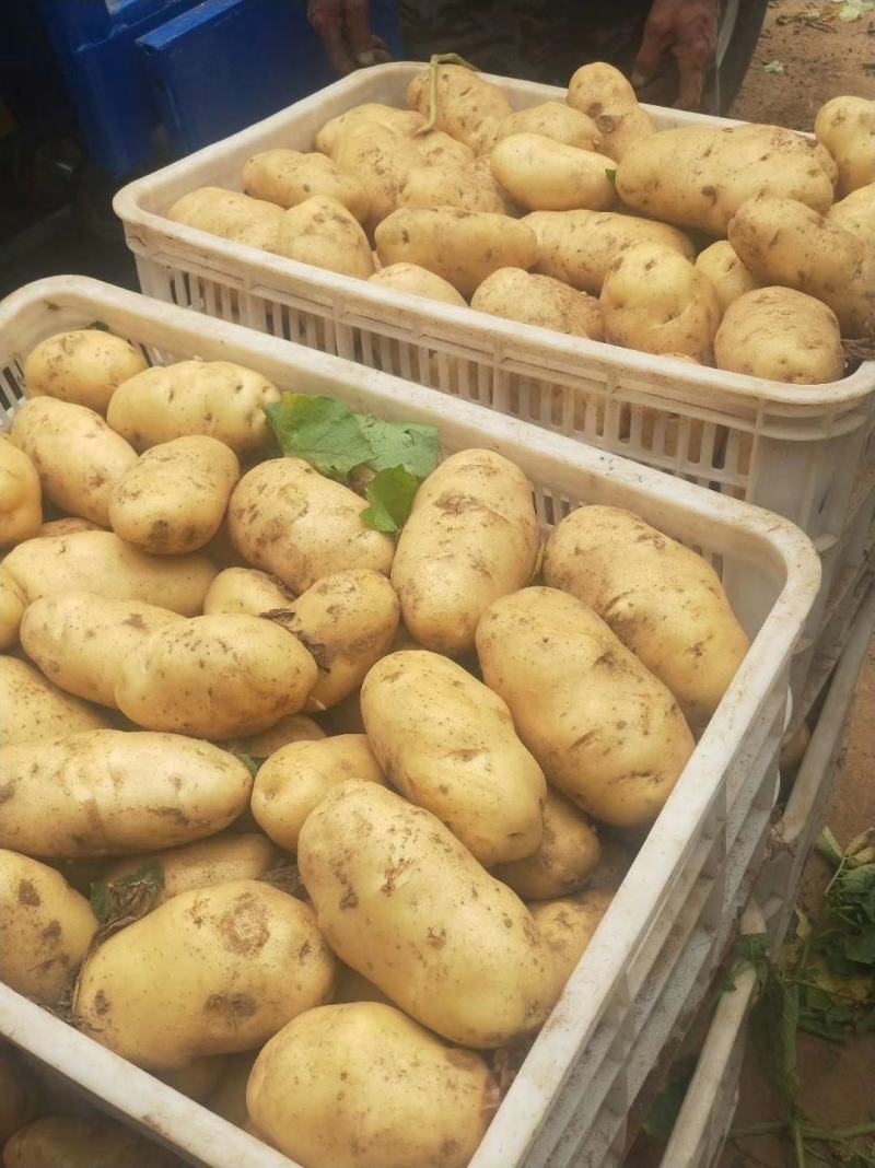 荷兰十五土豆日照土豆基地品质好货源足代收代发全国