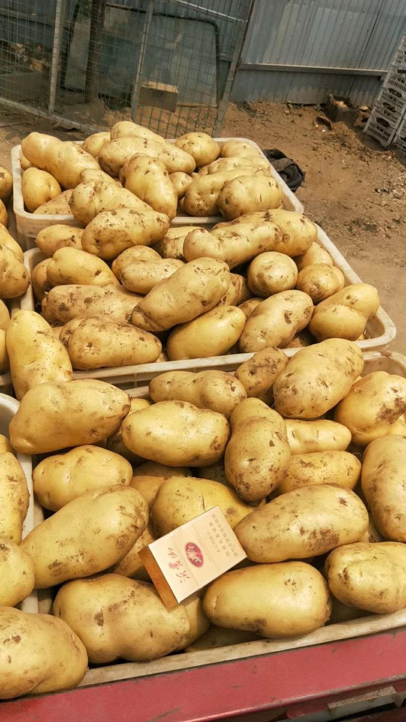 荷兰十五土豆日照土豆基地品质好货源足代收代发全国