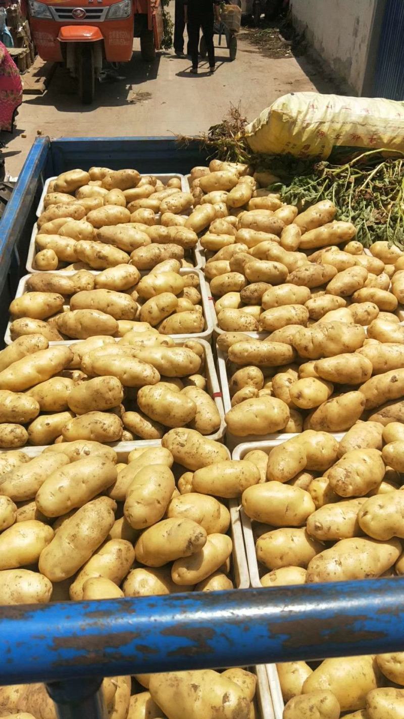 荷兰十五土豆日照土豆基地品质好货源足代收代发全国