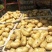 荷兰十五土豆日照土豆基地品质好货源足代收代发全国