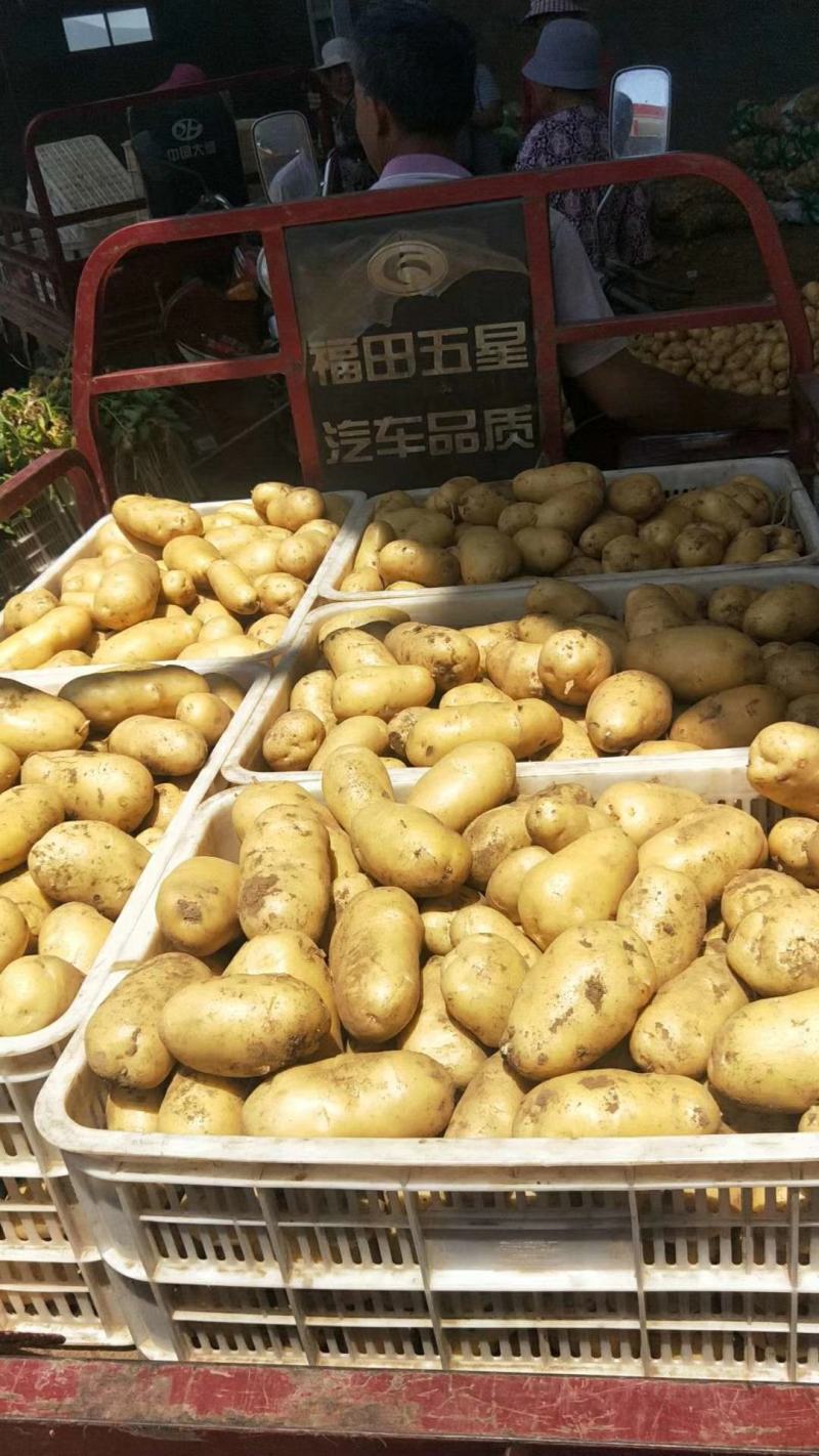 荷兰十五土豆日照土豆基地品质好货源足代收代发全国