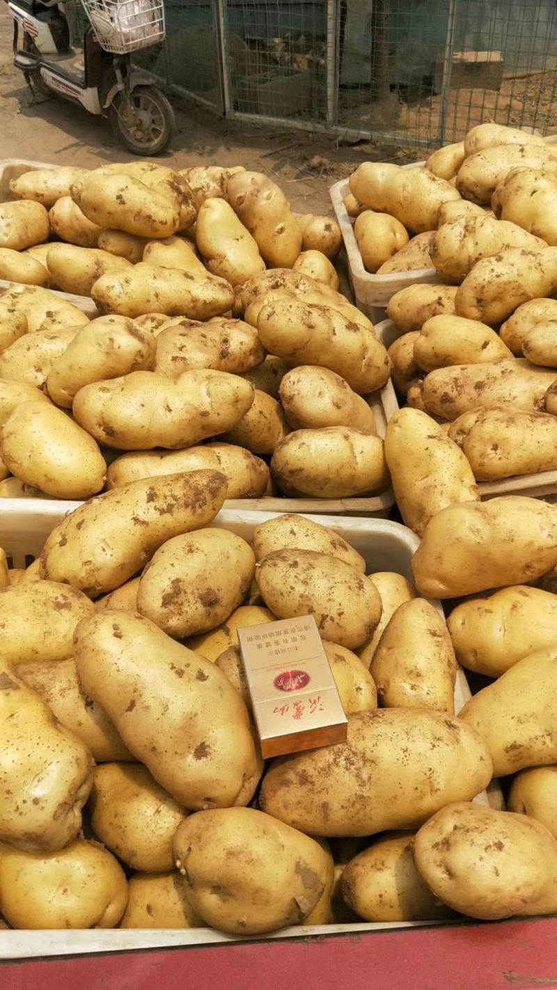 荷兰十五土豆日照土豆基地品质好货源足代收代发全国