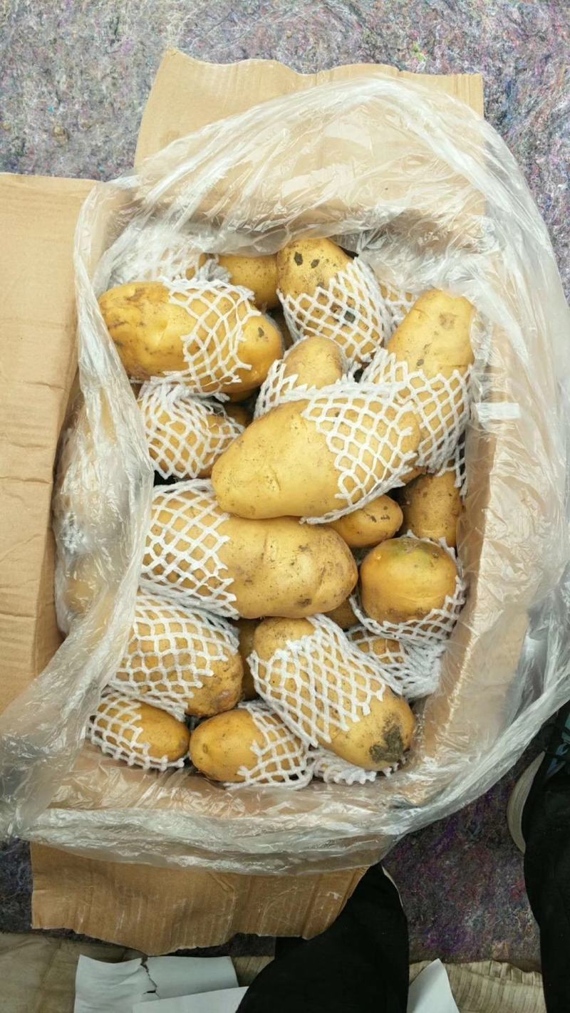 荷兰十五土豆日照土豆基地品质好货源足代收代发全国