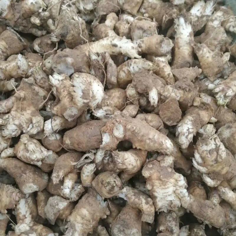 改良玄参芽香蕉型玄参提供种植技后期上门回收