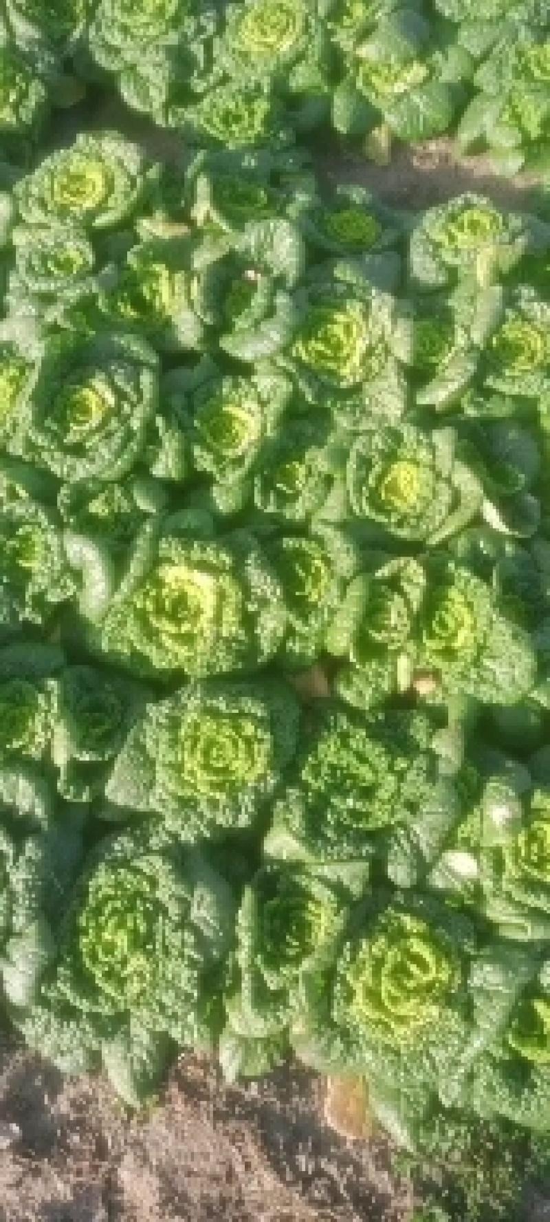 精品黄心菜（菊花青）太和县基地生产欢迎联系