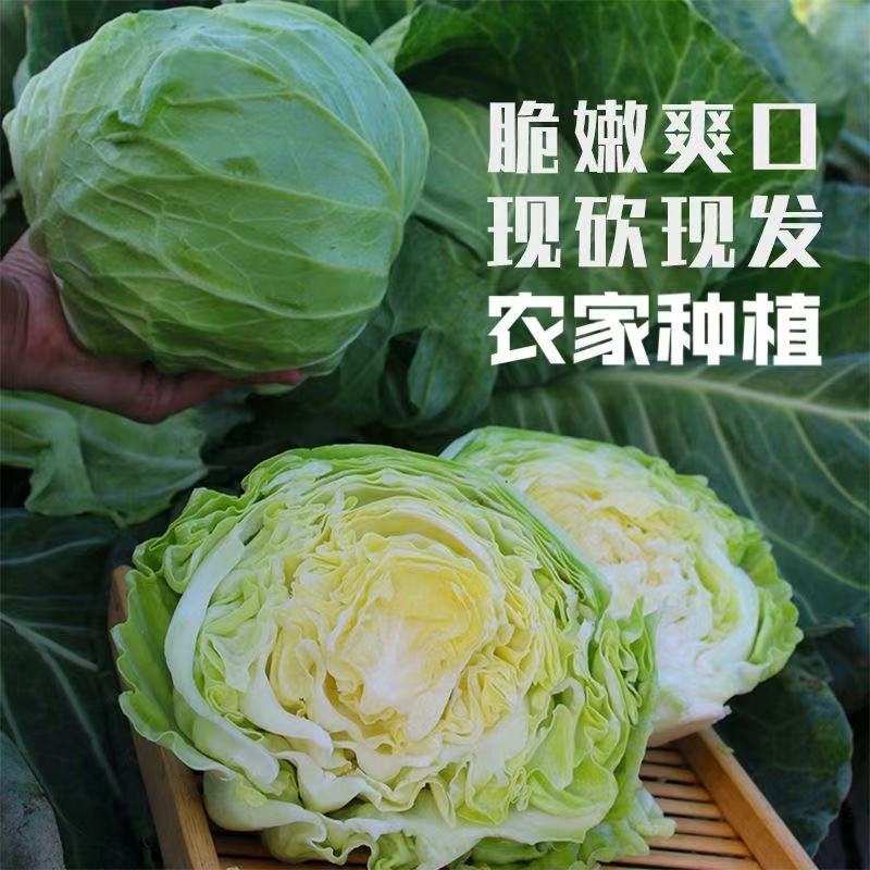 甘蓝，河北圆包菜，颗颗脆甜，菜园现挖现发，质量好全国发货