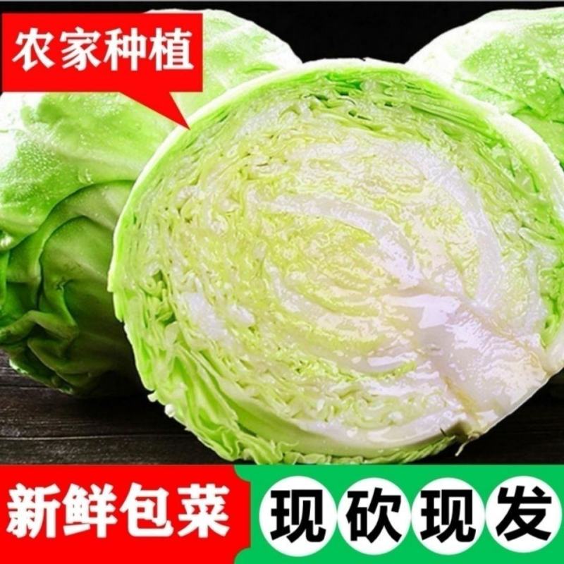 甘蓝，河北圆包菜，颗颗脆甜，菜园现挖现发，质量好全国发货