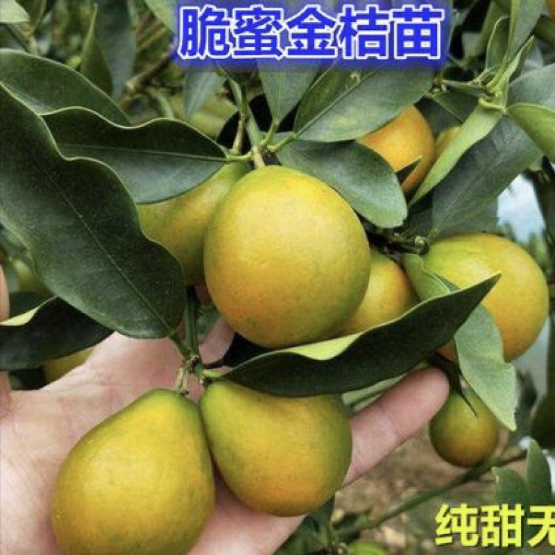 脆蜜金柑橘果树苗嫁接一年四季开花结果纯甜味