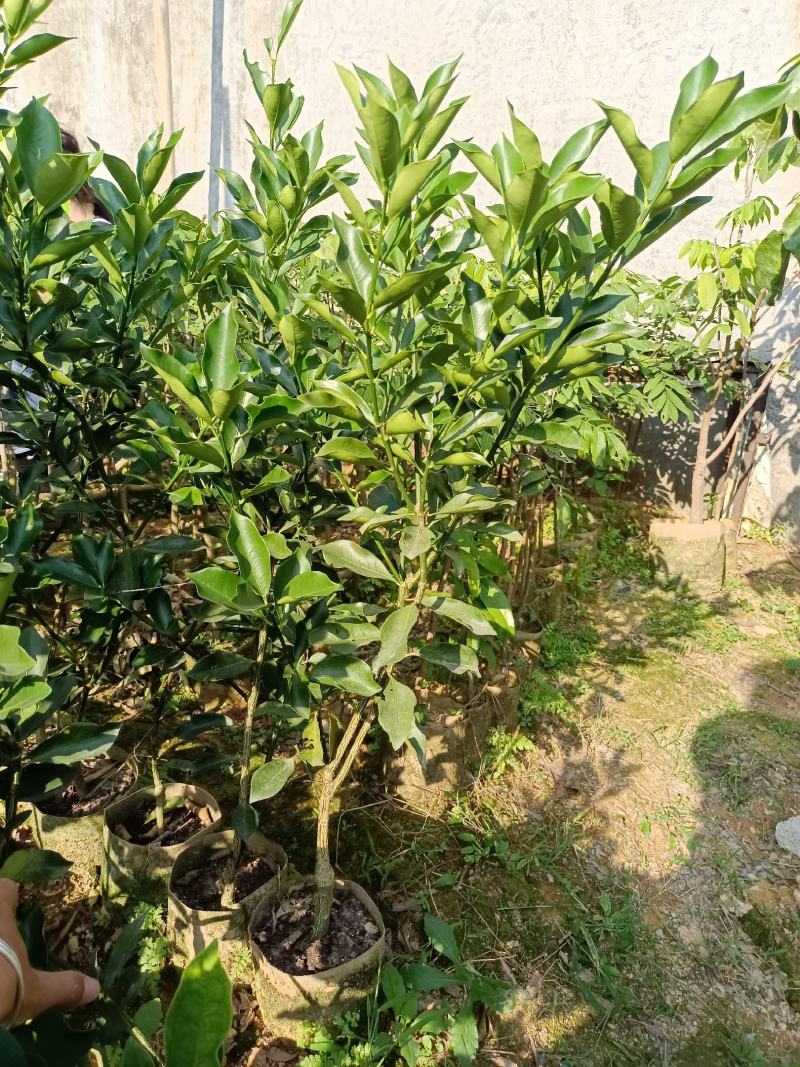脆蜜金柑橘果树苗嫁接一年四季开花结果纯甜味