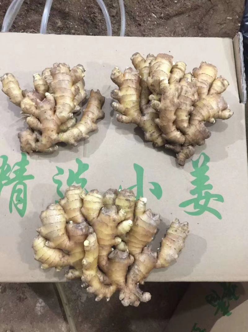 小黄姜窖藏精品小黄姜规格齐全电商超市市场供货基地