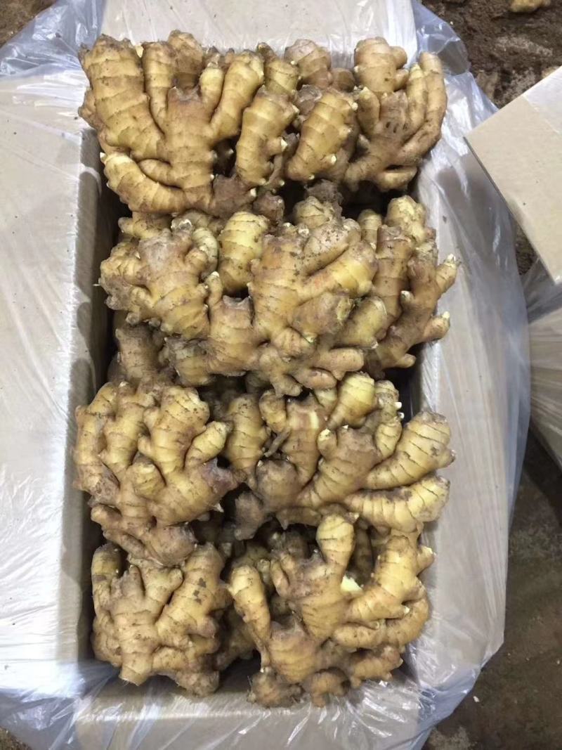 小黄姜窖藏精品小黄姜规格齐全电商超市市场供货基地