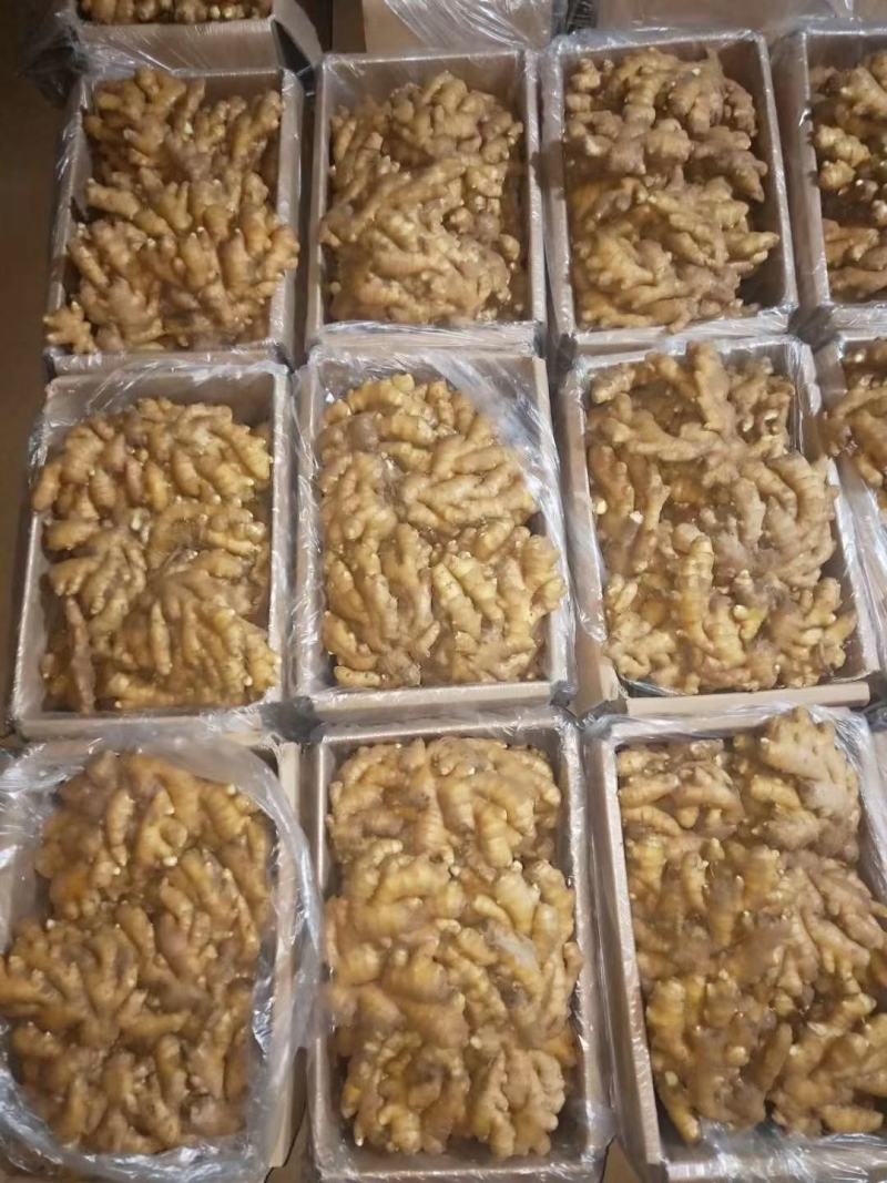 小黄姜窖藏精品小黄姜规格齐全电商超市市场供货基地