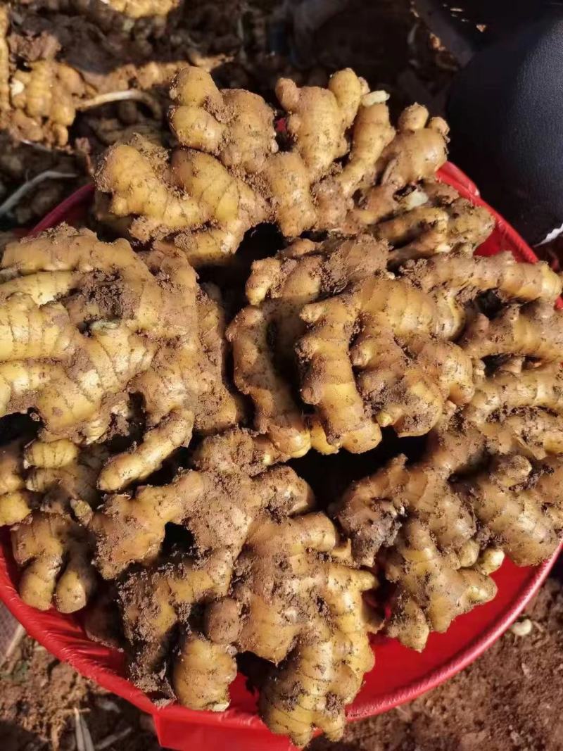 小黄姜窖藏精品小黄姜规格齐全电商超市市场供货基地