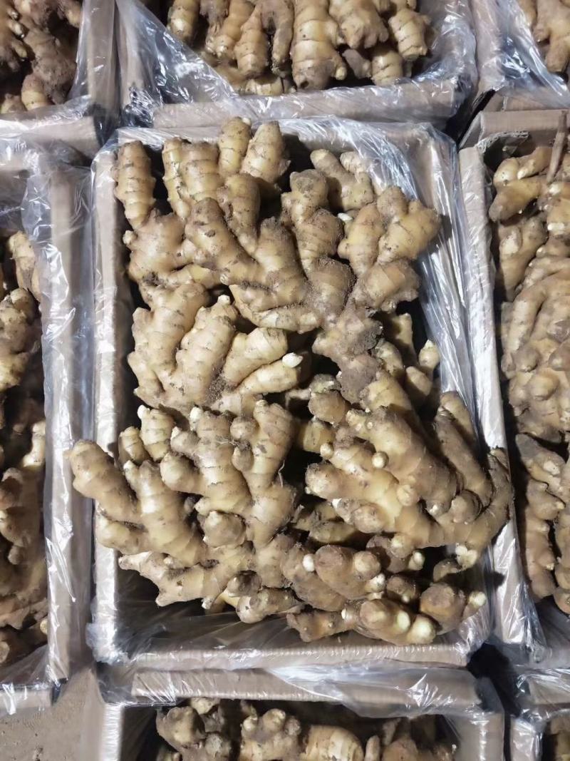 小黄姜窖藏精品小黄姜规格齐全电商超市市场供货基地