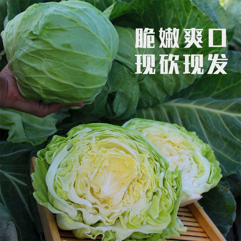 甘蓝，河北圆包菜，颗颗脆甜，菜园现挖现发，质量好全国发货