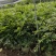 四季嘉宝果树苗红妃嘉宝果挂果早庭院盆栽果树苗