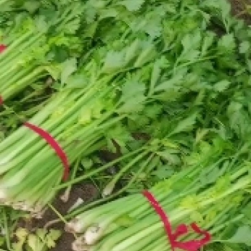 大棚芹菜大量上市中，量大从优，