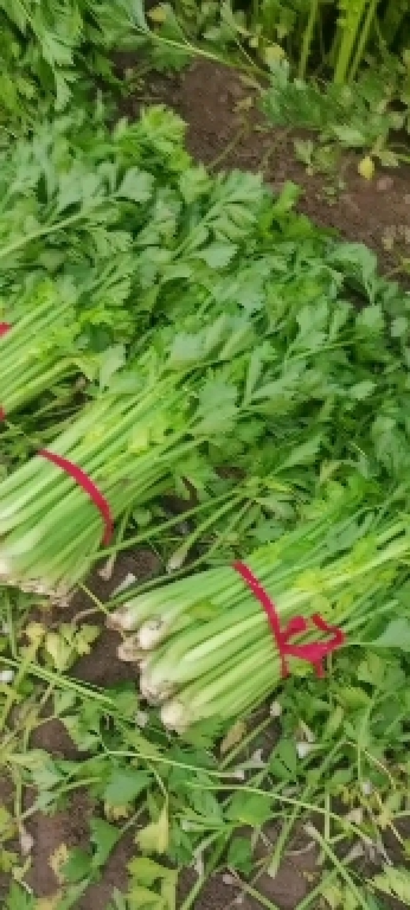 大棚芹菜大量上市中，量大从优，