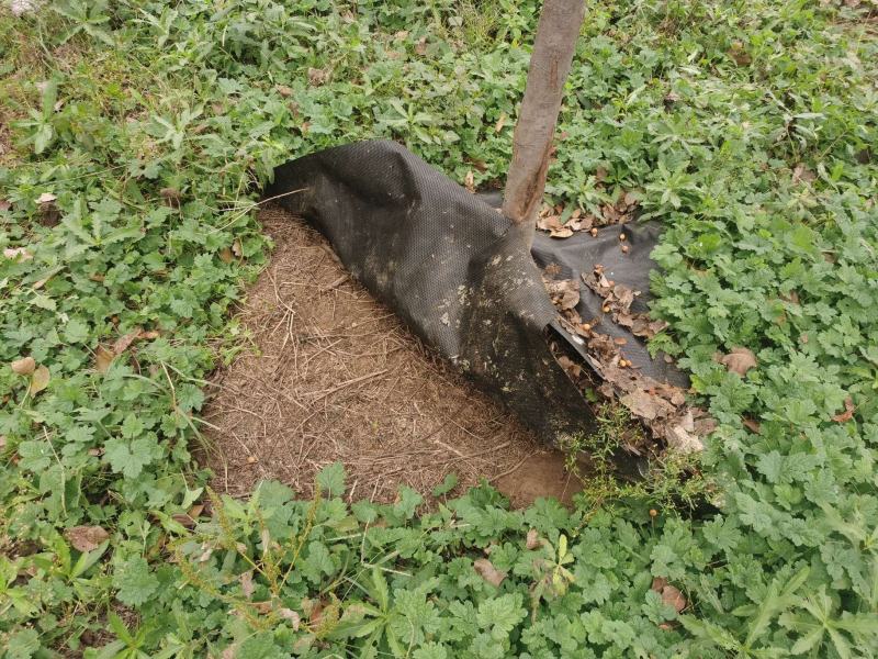 生态可降解防草布除草布绿黑色生态可降解防草布（单张）