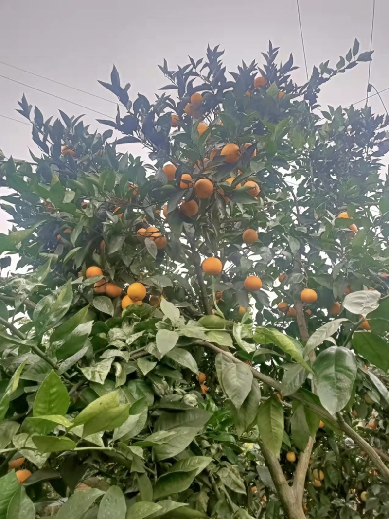 橙子血橙红肉橙重庆开县血橙肉质细腻入口化渣
