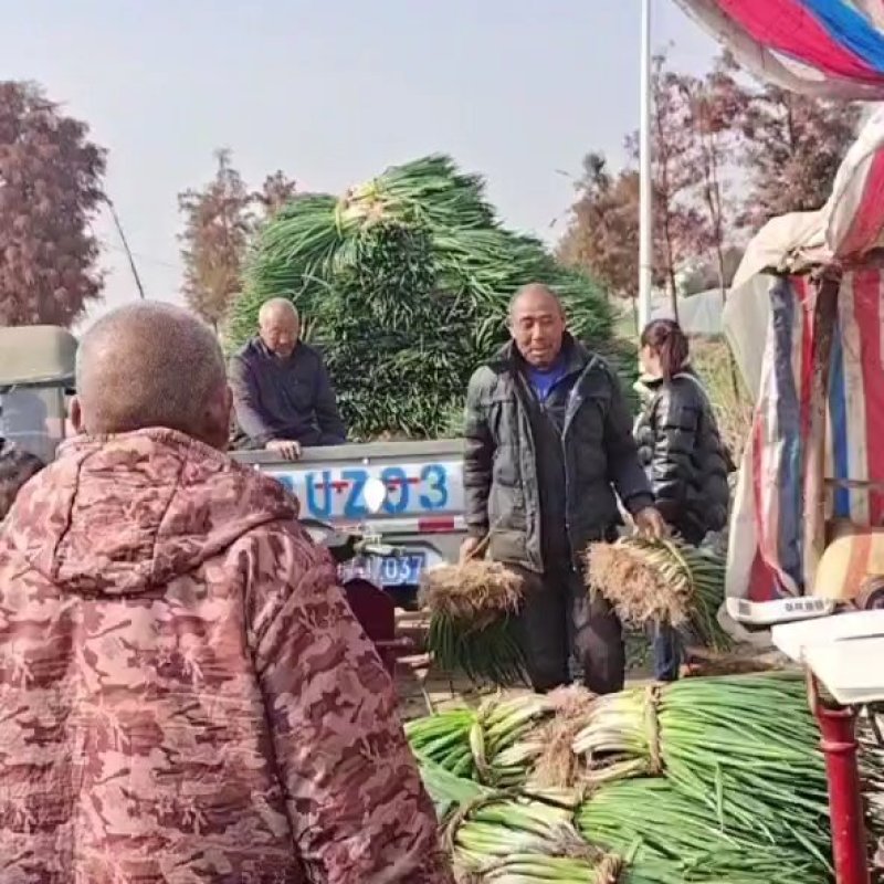 阜阳分葱大葱，产地直供质量好价格便宜，市场批发，工厂加工