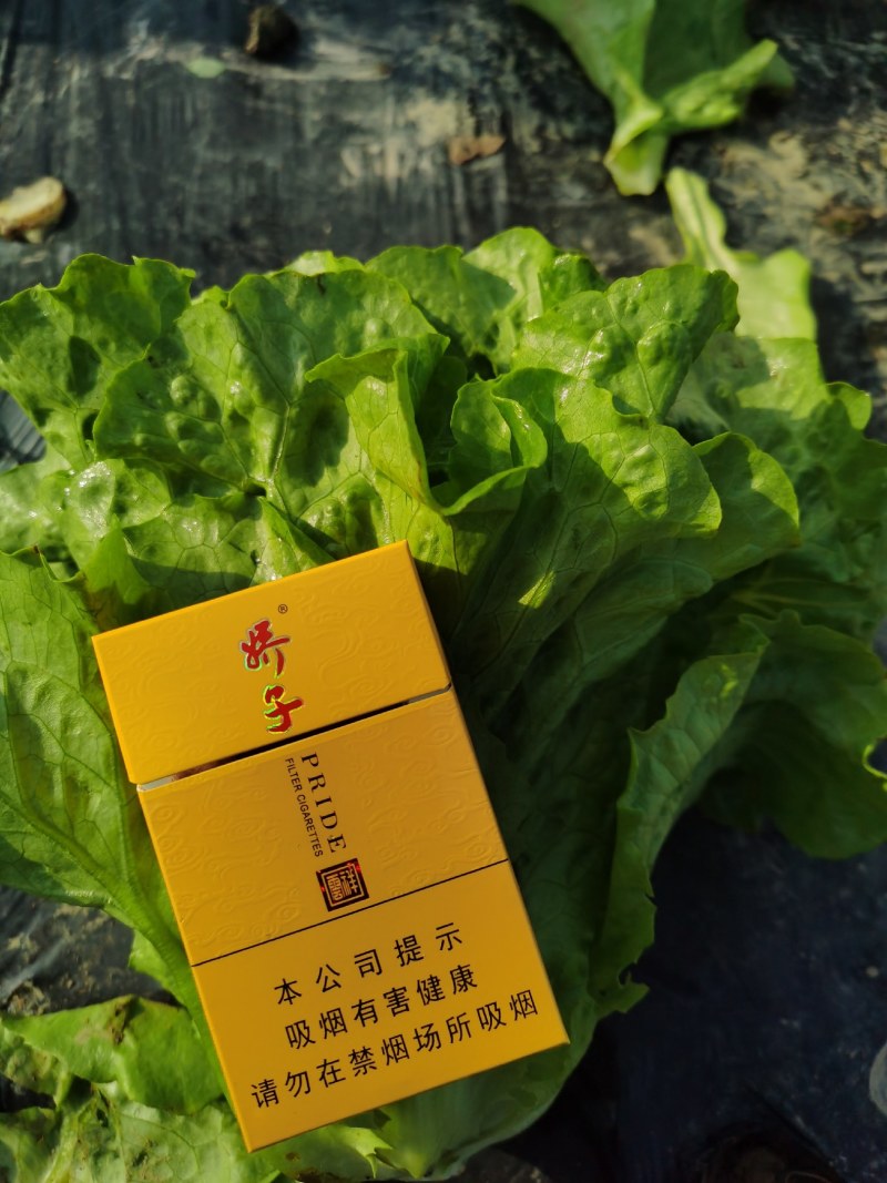 生菜，意大利，卷芯菜，叶菜，个头均匀，颜色漂亮