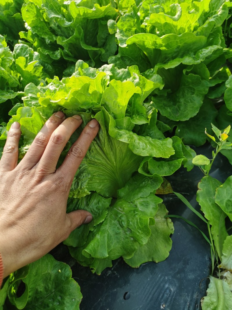 生菜，意大利，卷芯菜，叶菜，个头均匀，颜色漂亮