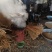 山茶油（正宗物理压榨）老树油茶籽，可以守着榨的正宗茶油
