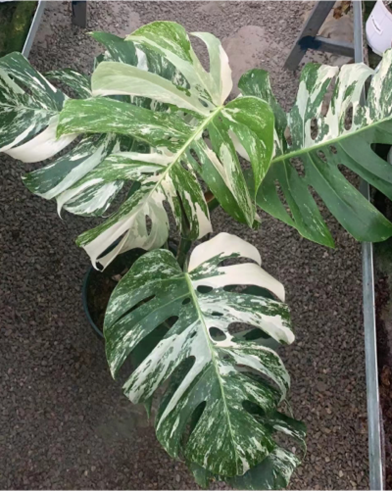 白锦龟背