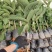 红宝石番石榴，西瓜红心芭乐，台湾四季番石榴，营养杯苗