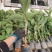 红宝石番石榴，西瓜红心芭乐，台湾四季番石榴，营养杯苗